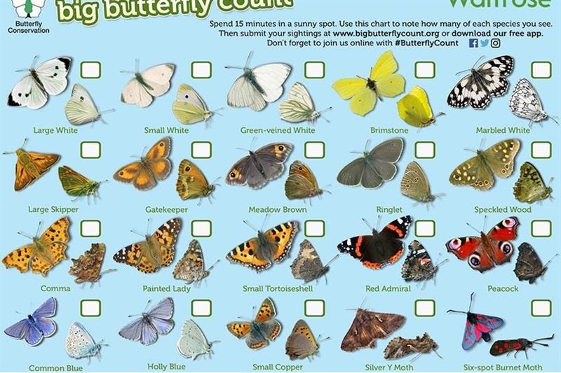 Big Butterfly Count chart